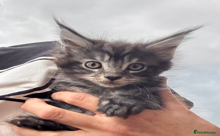 Maine Coon cats - Advert 2