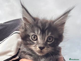 Maine Coon cats - Advert 2