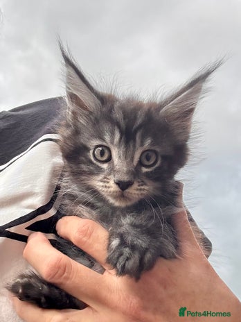 Maine Coon cats - Advert 1