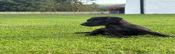 Patterdale Terrier dogs for sale: Patterdale Terrier Puppies  - Advert 7