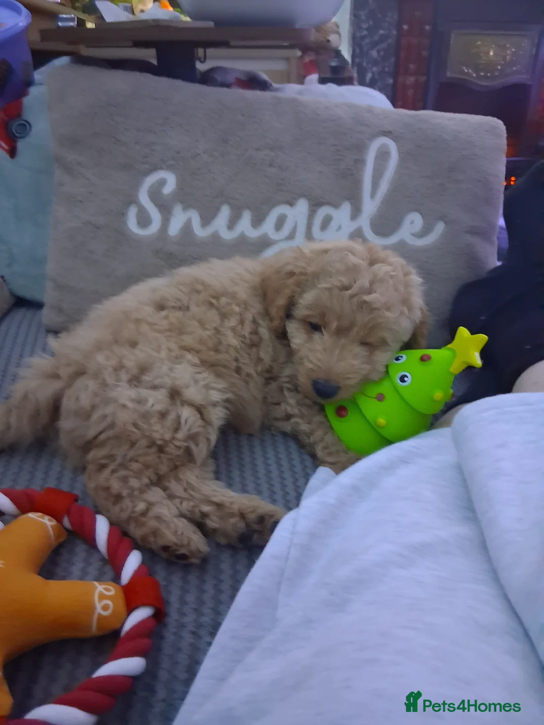 Cockapoo dogs for sale: Baby boy cockapoo  - Advert 4