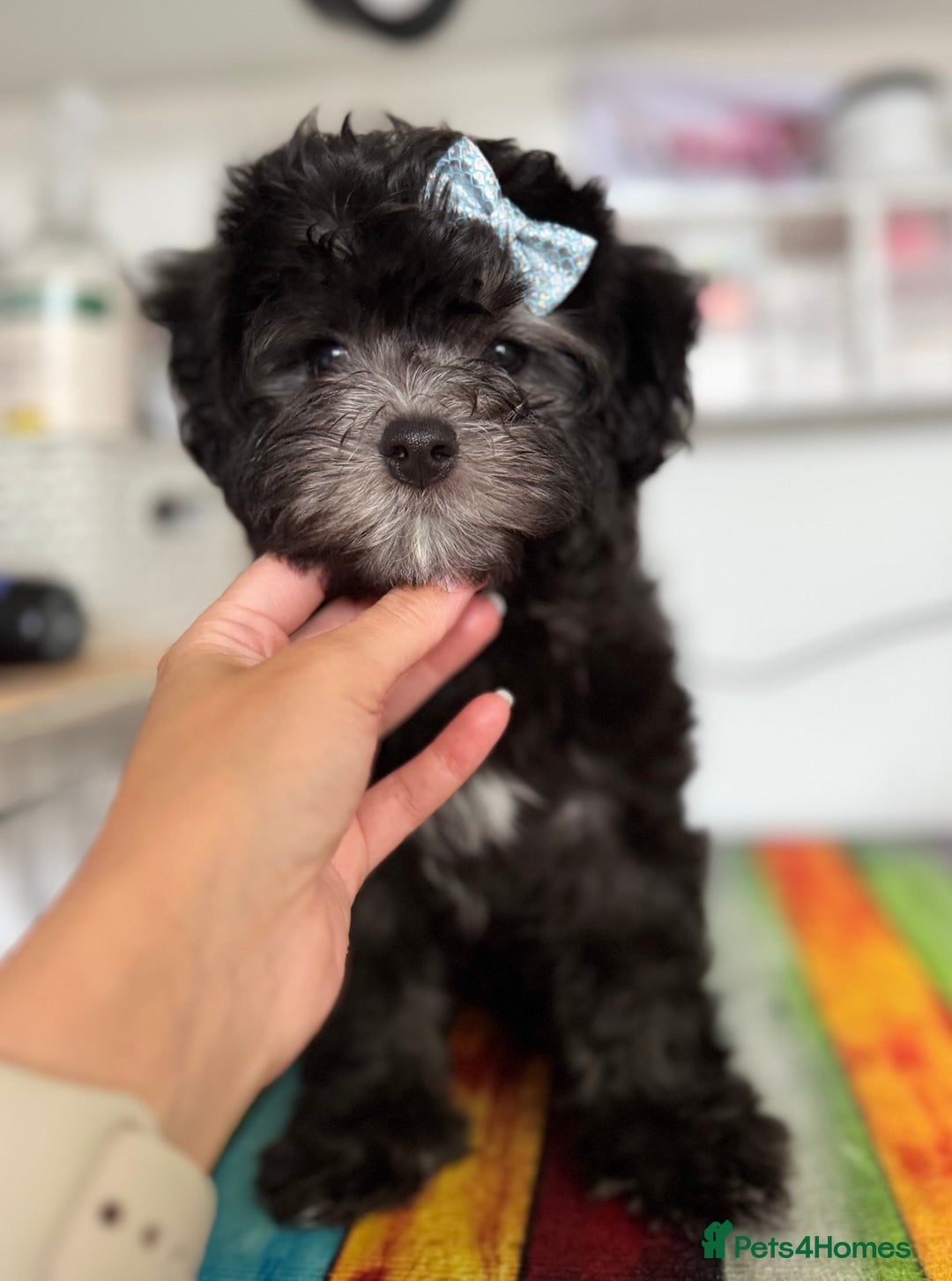 Maltipoo dogs for sale: 🩵Last Top Quality Rare Korean/Asian F1 Maltipoo🩵 in Bathgate - Image 37