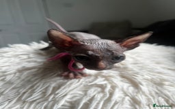 Sphynx cats for sale: Sphynx kittens - Image 18