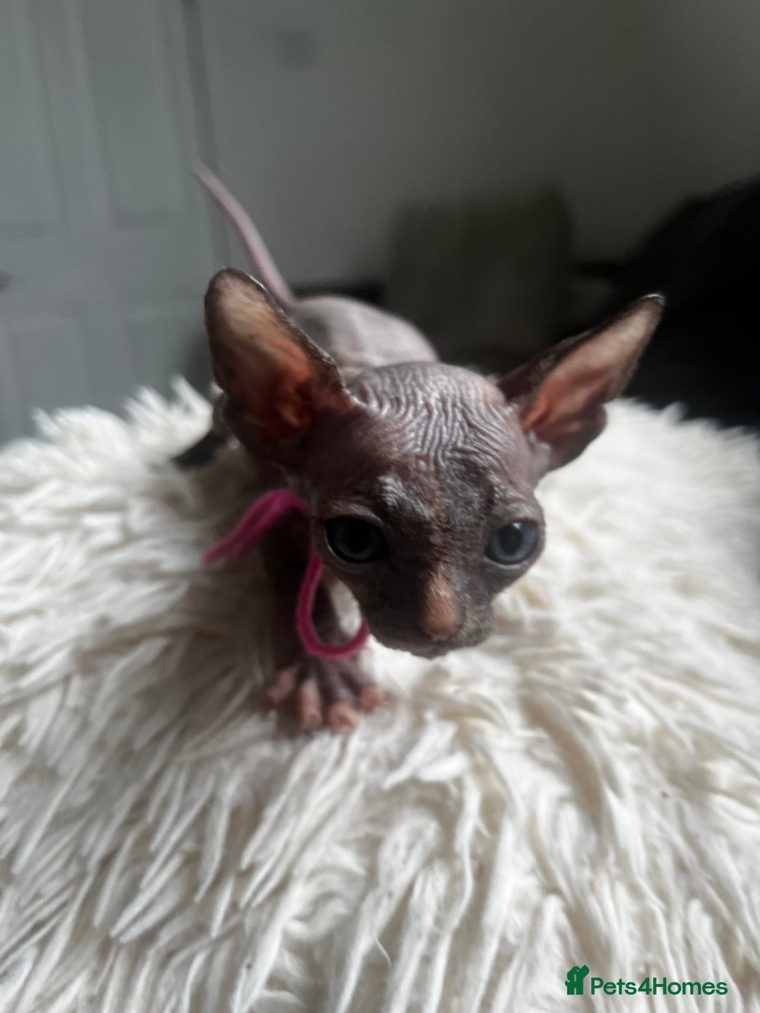 Sphynx cats for sale: Sphynx kittens - Image 18