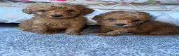 Toy Poodle dogs for sale: Toy poodle half Asian  - Advert 3