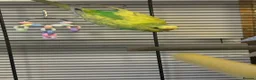 Budgerigars birds for sale: Variety of budgies  - Advert 5