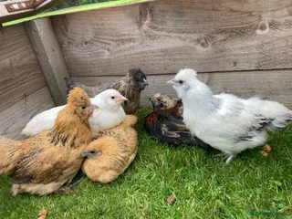 Chickens poultry goldtop .Barbu d’Uccles,Pekin hatching eggs - Advert 4