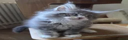 Maine Coon cats for sale: Outstanding quality Tica reg Mainecoon  - Advert 15