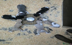 Whippet dogs for sale: Kc reg whippet litter.  male & female available - Image 29