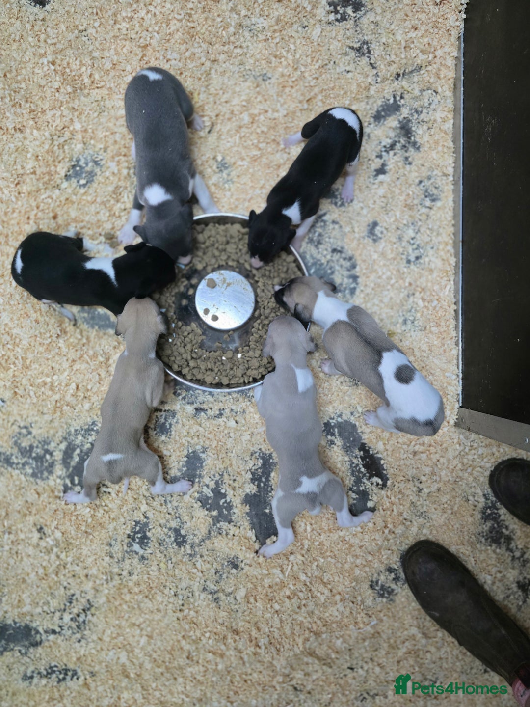 Whippet dogs for sale: Kc reg whippet litter.  male & female available - Image 29