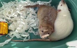 Rat rodents for sale: 4 Male Rats with cages  - Image 5