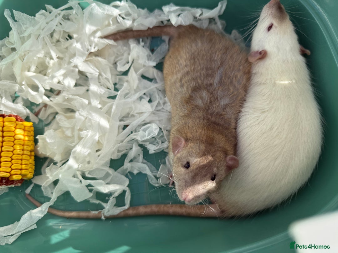 Rat rodents for sale: 4 Male Rats with cages  - Image 5