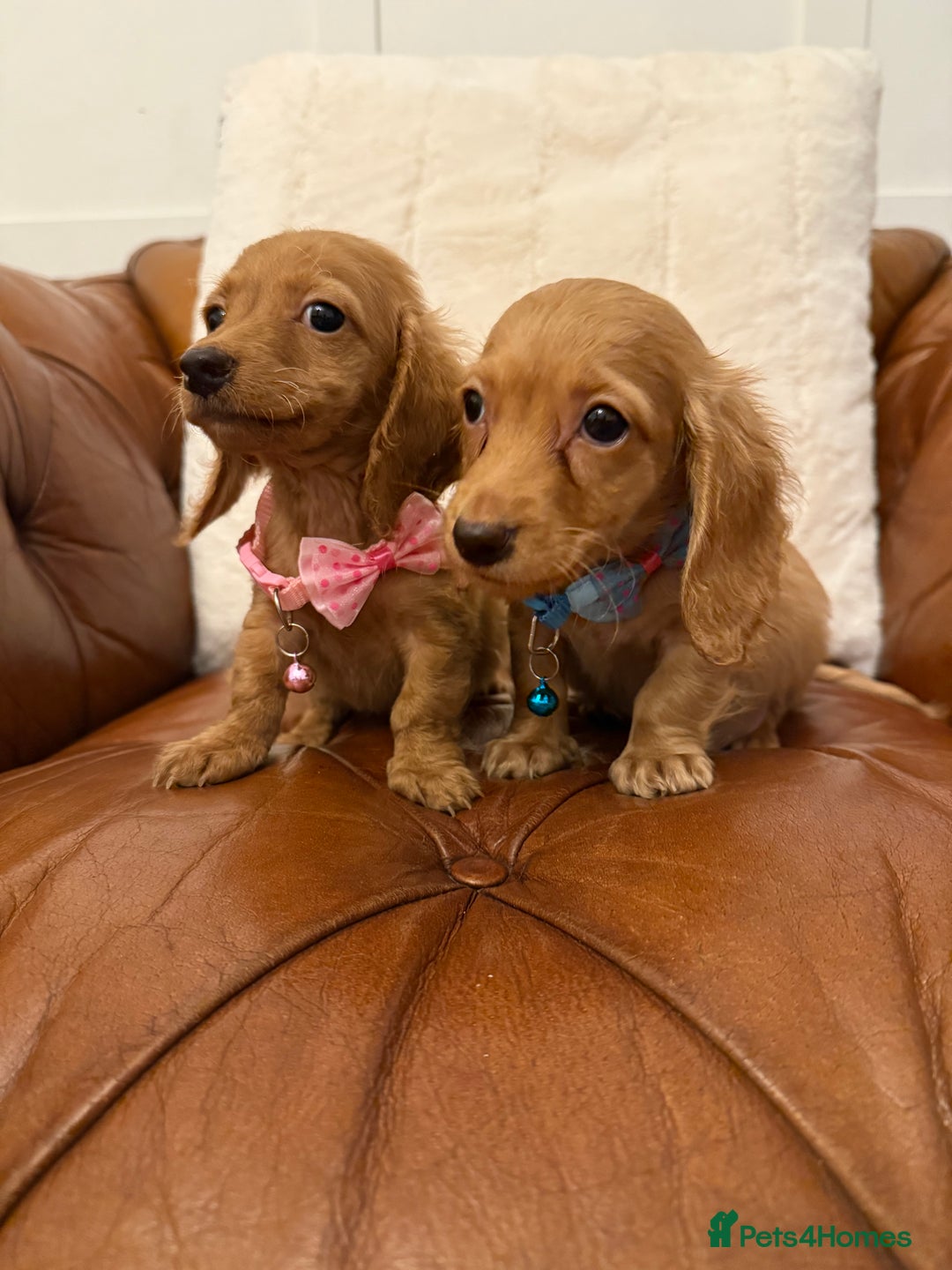 Miniature Dachshund dogs for sale: Beautiful Cream Longcoats Miniature Dachshund  - Advert 8