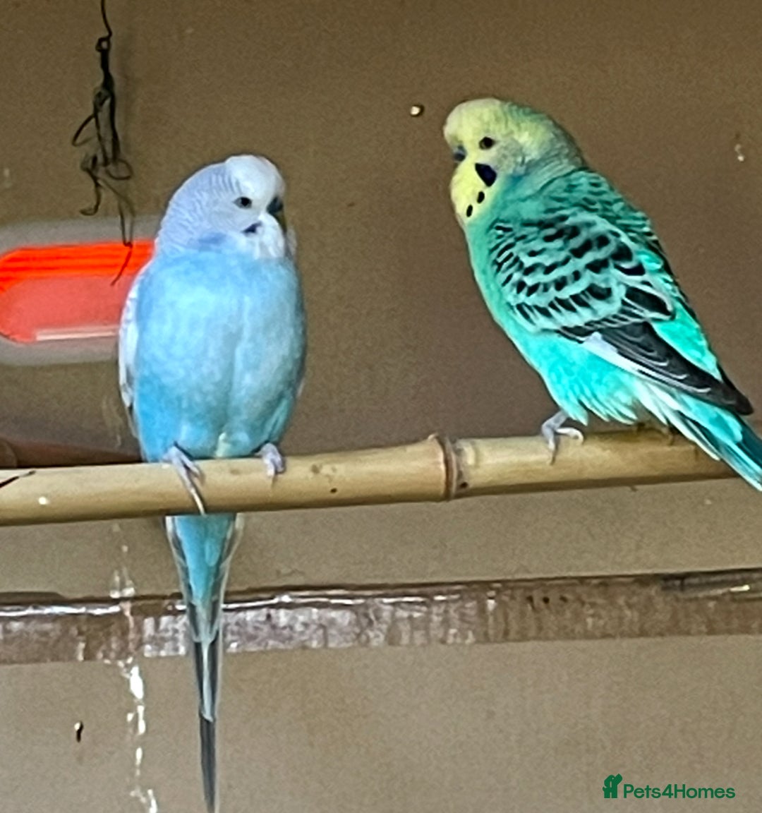 Budgerigars birds for sale: Beautiful Adult Budgies - Image 7