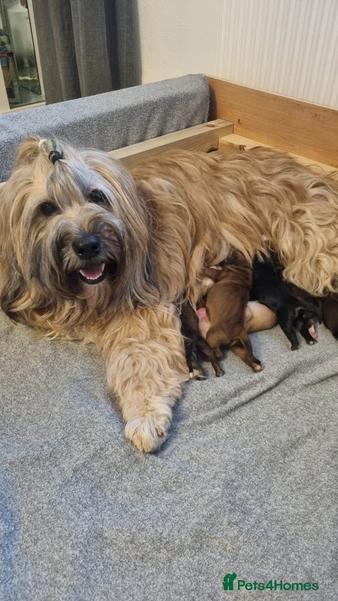 Tibetan Terrier dogs Last Female  Stunning Tibetan Terrier Puppies ! - Advert 2