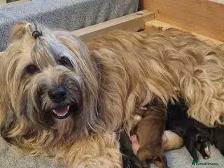 Tibetan Terrier dogs Last Female Stunning Tibetan Terrier Puppies ! - Advert 2