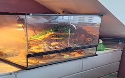 Gecko reptiles for sale: Female leopard gecko - Advert 1