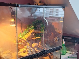 Gecko reptiles Female leopard gecko - Advert 1