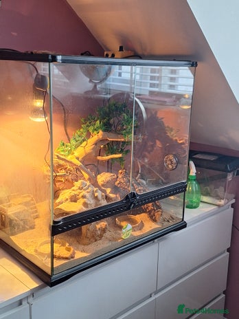 Gecko reptiles Female leopard gecko - Advert 1