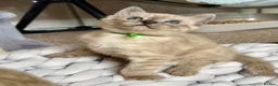 Bengal cats for sale: TICA registered Seal Solid Silver Mink Bengals - Advert 20