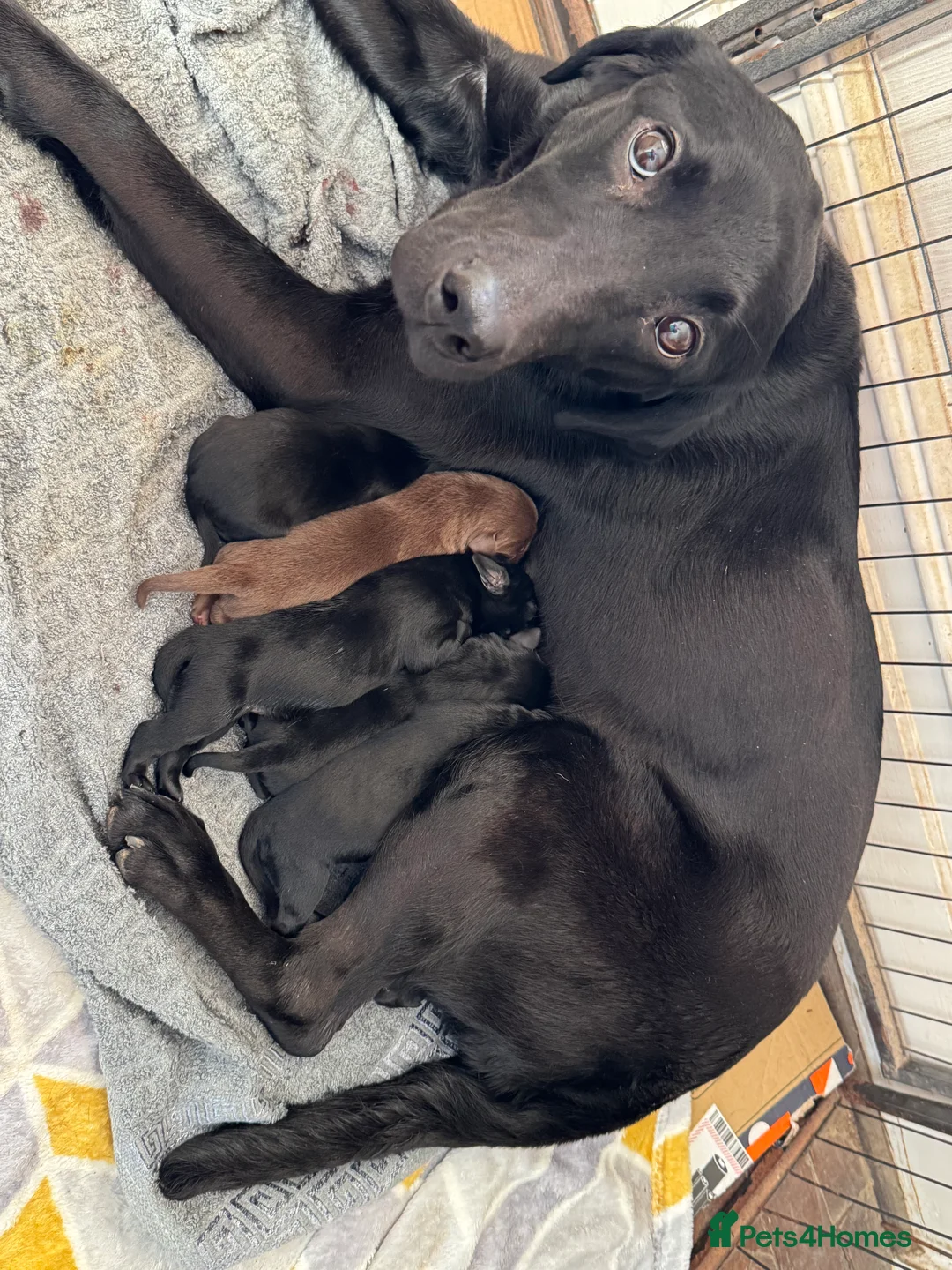 Labrador Retriever dogs for sale: 3 BOYS LEFT  - Advert 2