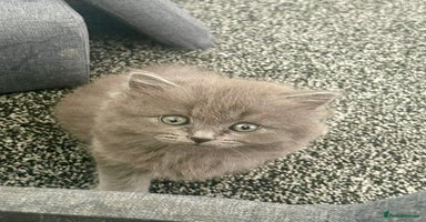 British Shorthair cats - Advert 7