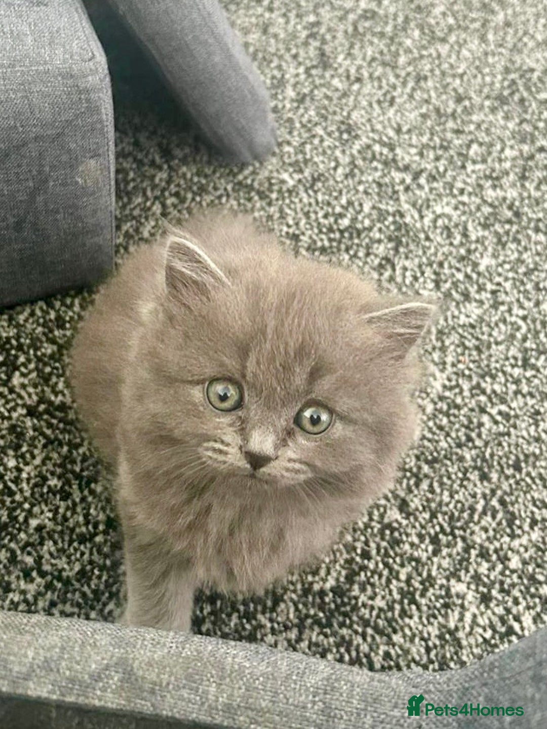 British Shorthair cats for sale: 3 Gorgeous BSH kittens looking to be rehomed. - Image 3