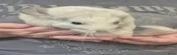 Chinchilla rodents for sale: Male chinchillas for sale - Advert 9