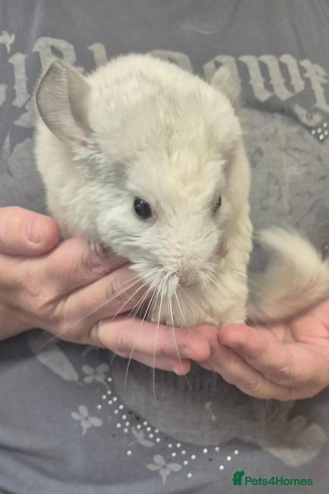 Chinchilla rodents for sale: Male chinchillas for sale - Advert 9