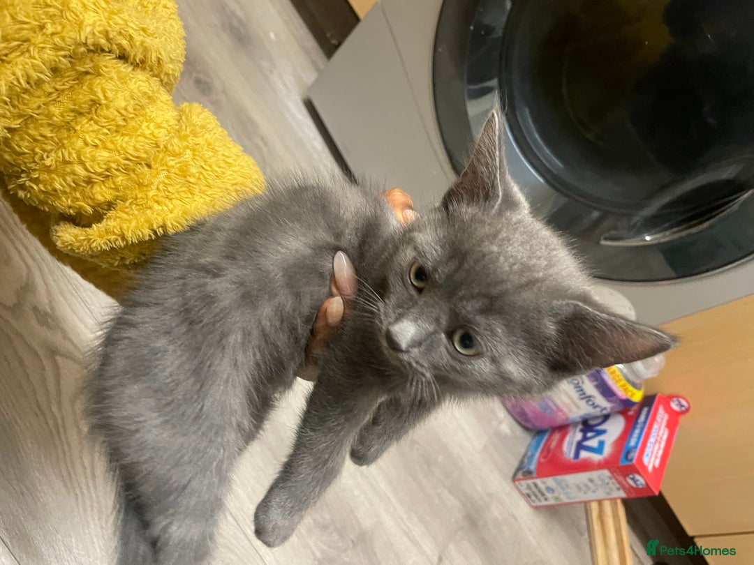 British Shorthair cats for sale: 4 kittens for sale  - Advert 4