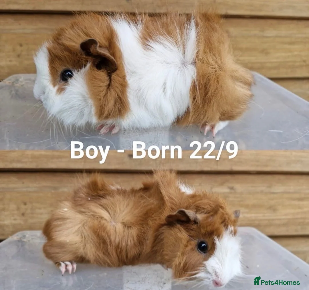 Guinea Pig rodents for sale: Male guinea pigs  in Appleby-in-Westmorland - Advert 5