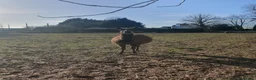 Llama livestock for sale: Sizzles❤️ - Advert 7