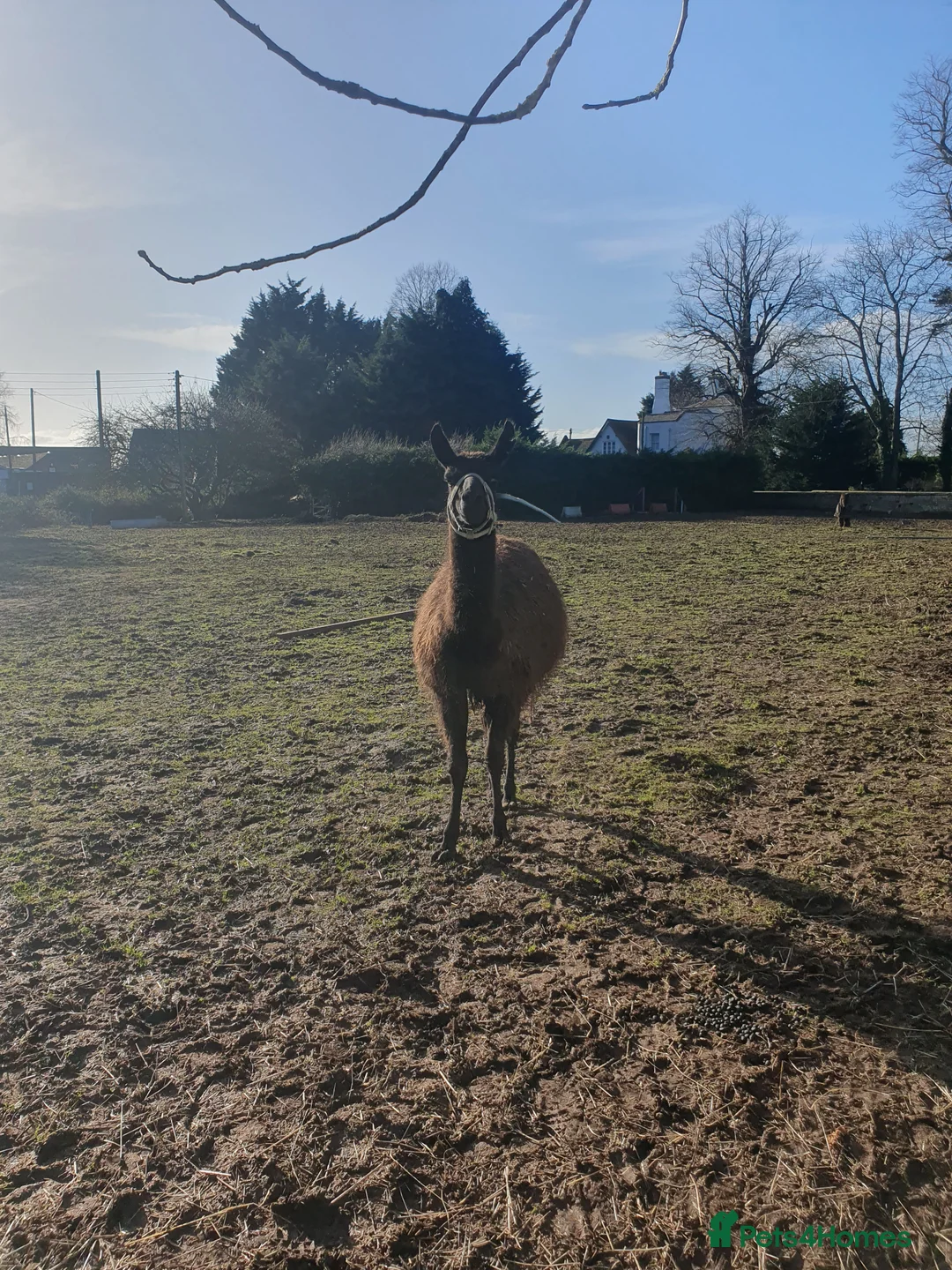 Llama livestock for sale: Sizzles❤️ - Advert 7