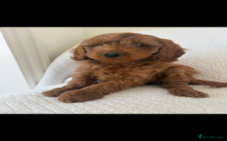 Labradoodle dogs for sale: LICENSED BREEDER F2b mini labradoodles - Image 20