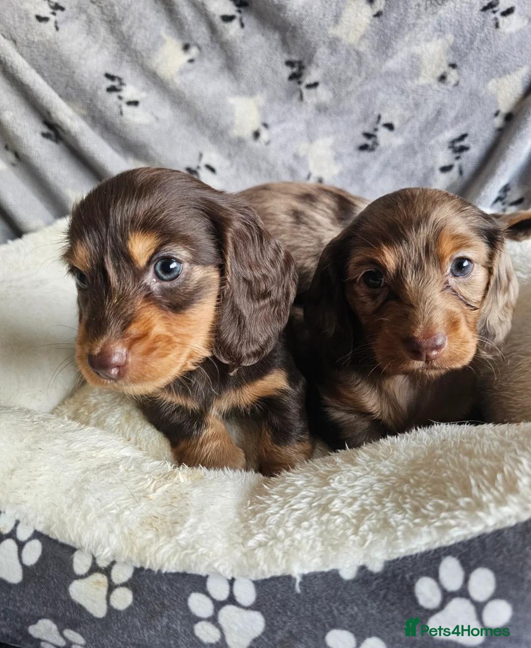 Miniature Dachshund dogs Beautiful Miniature Dachshund Puppies - Advert 1