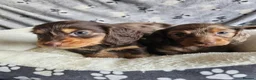 Miniature Dachshund dogs for sale: Beautiful Miniature Dachshund Puppies - Advert 1