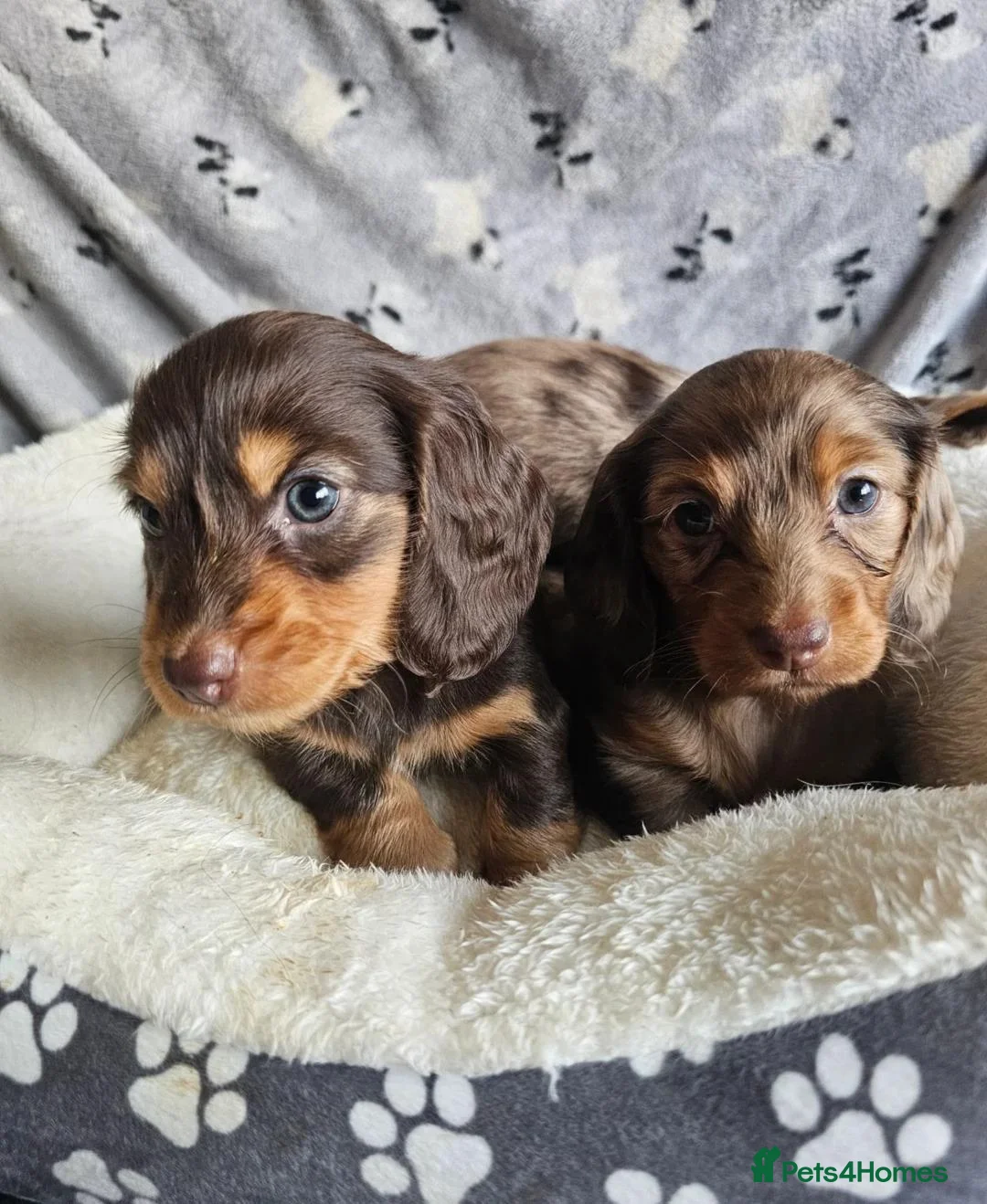 Miniature Dachshund dogs for sale: Beautiful Miniature Dachshund Puppies - Advert 1