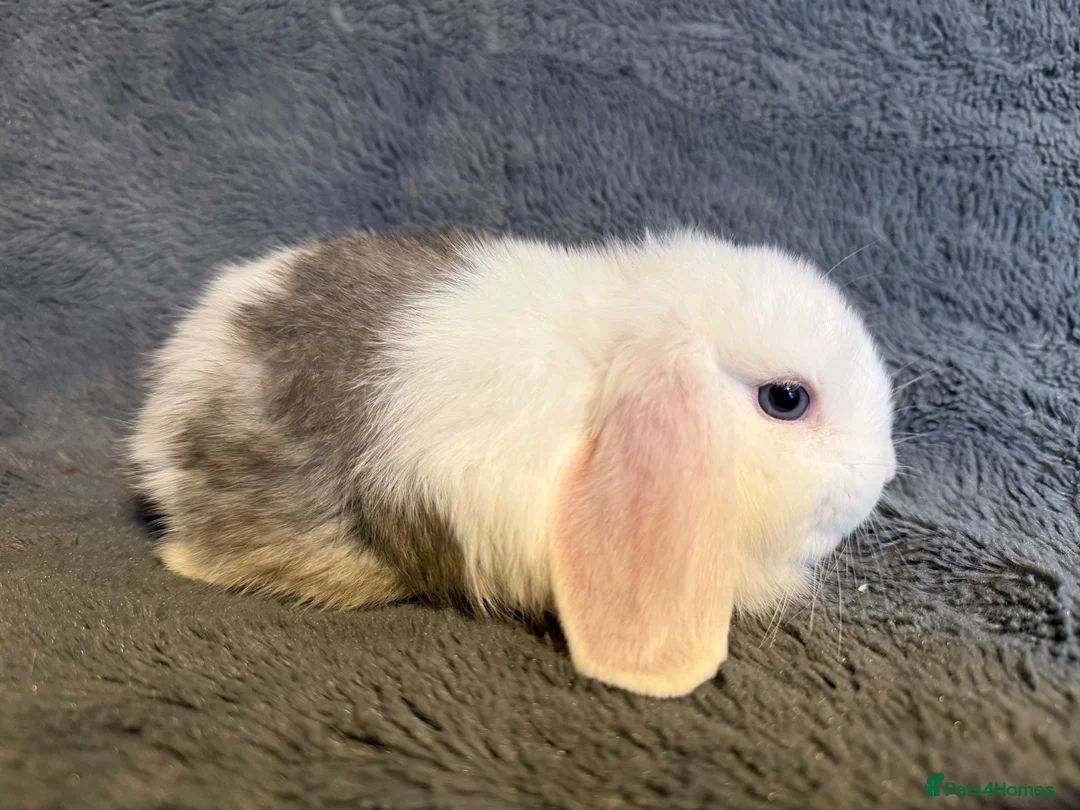 Mini Lop rabbits for sale: Mini lop bunnies  - Advert 12