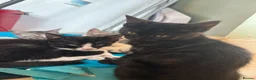 Domestic Shorthair cats for sale: READY TO GO‼️ 5 kittens! - Advert 20