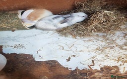 English Lop rabbits for sale: Beautiful lop babies  - Image 2