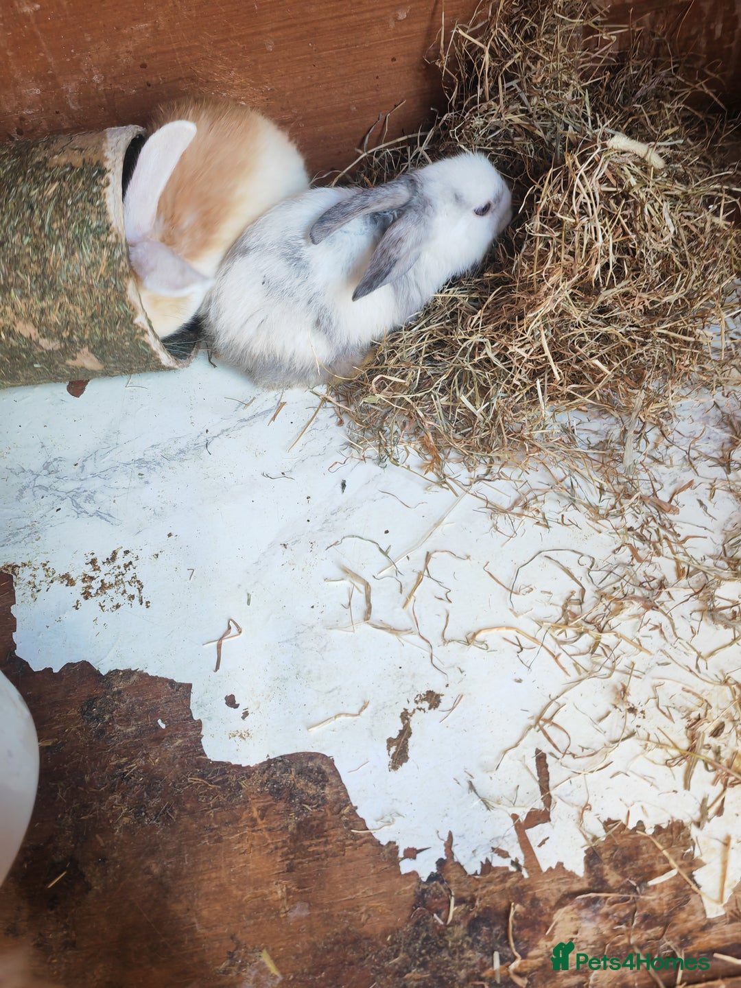 English Lop rabbits for sale: Beautiful lop babies  - Image 2