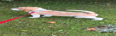 Beagle 1