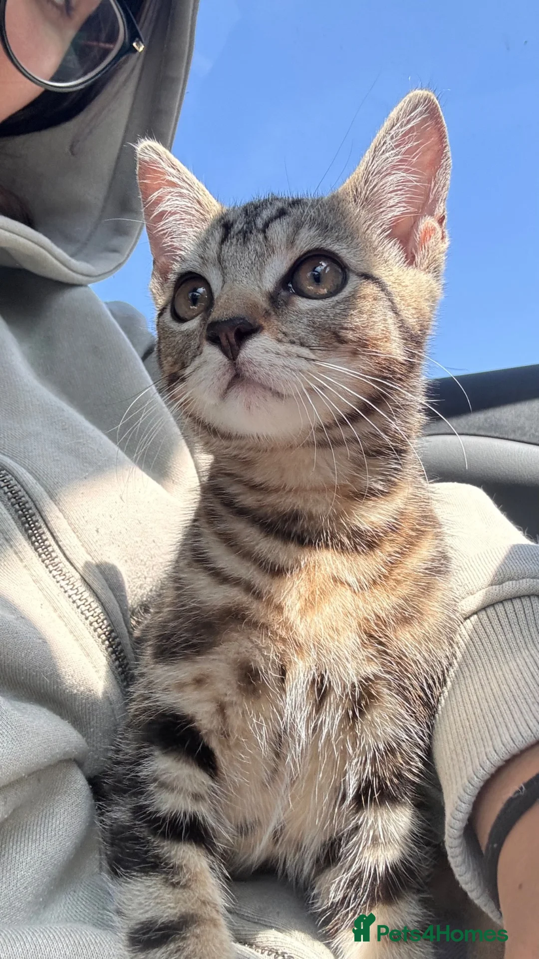 Mixed Breed cats for sale: Beautiful tabby boy - Advert 2