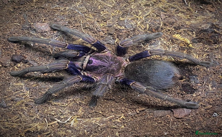 Tarantulas invertebrates for sale - Advert 1