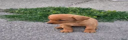 Labrador Retriever dogs for sale: Fox red labrador puppies in Reading - Advert 1