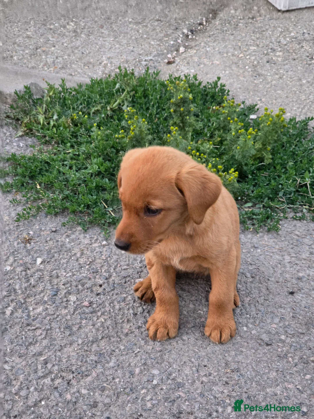 Labrador Retriever dogs for sale: Fox red labrador puppies in Reading - Advert 1