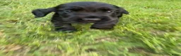 Cocker Spaniel dogs for sale: Working Cocker Spaniel Puppies - Advert 16