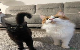 Maine Coon cats for sale: 2 year old main coon  - Advert 6