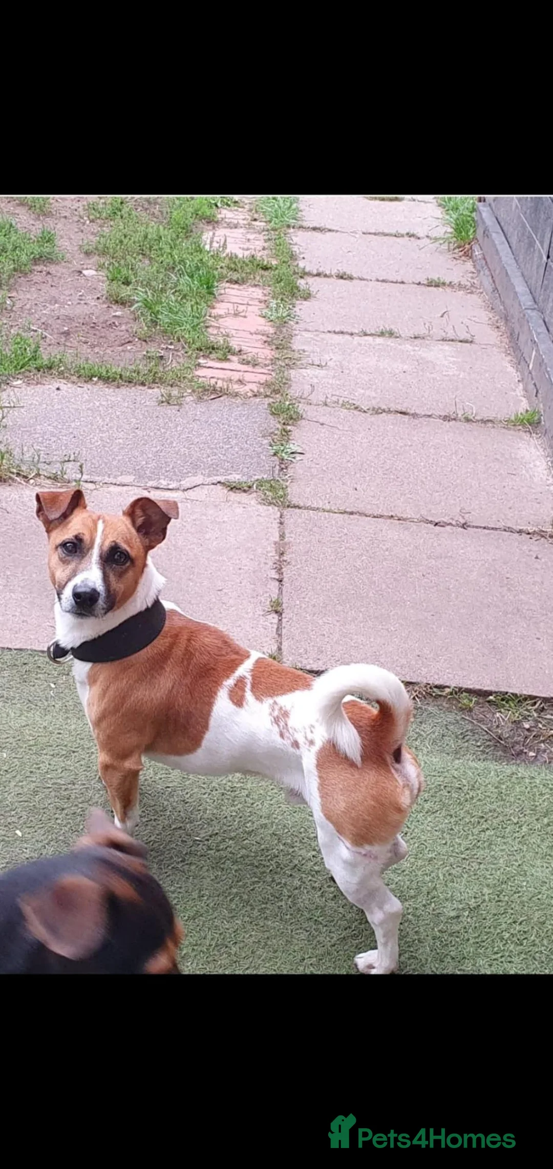 Jack Russell dogs for sale: Male Jack Russell for sale - Advert 2