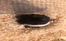 Hamster rodents for sale: Blitzo - Image 8
